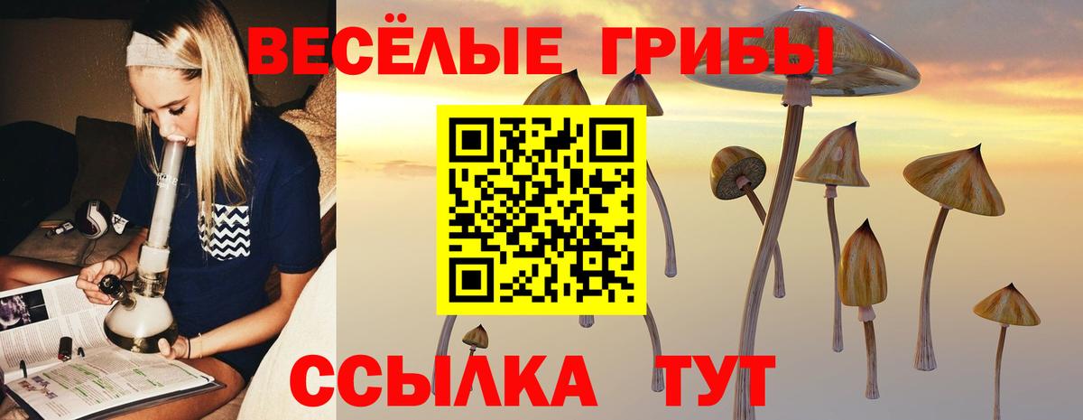 Галлюциногенные грибы Psilocybe Псков